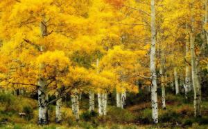 Birch Forest In Yellow Hdr wallpaper thumb