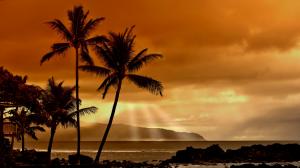 Tropical Palm Tree Clouds Sunlight Ocean Beach HD wallpaper thumb