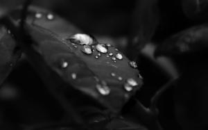 Waterdrops Black And White  Download wallpaper thumb