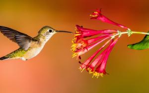 Hummingbird flying, red flowers wallpaper thumb
