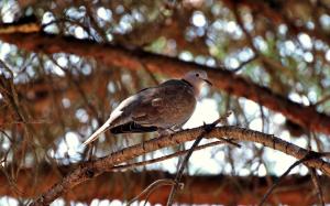 A bird standing on tree branch wallpaper thumb