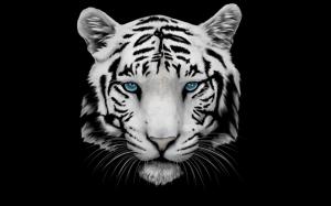 White Tiger and Blue Eyes wallpaper thumb