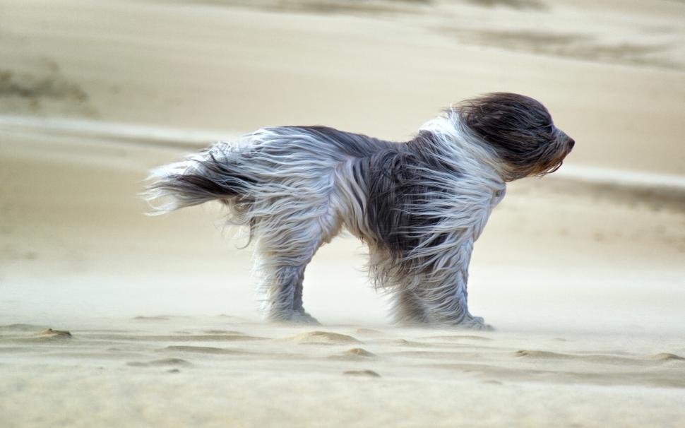 Dog in the wind, sands wallpaper,Dog HD wallpaper,Wind HD wallpaper,Sands HD wallpaper,2560x1600 wallpaper