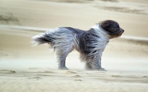 Dog in the wind, sands wallpaper thumb