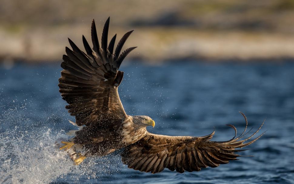 White-tailed eagle, predator, wings, flying, water wallpaper,White HD wallpaper,Tailed HD wallpaper,Eagle HD wallpaper,Predator HD wallpaper,Wings HD wallpaper,Flying HD wallpaper,Water HD wallpaper,1920x1200 wallpaper