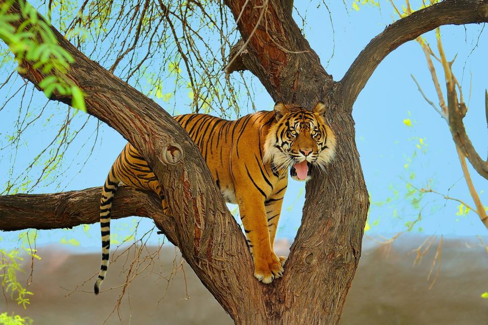 Tiger on tree wallpaper,tiger HD wallpaper,Sumatran HD wallpaper,predator HD wallpaper,tree HD wallpaper,face HD wallpaper,1920x1280 wallpaper