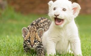 Tiger and lion cubs playing wallpaper thumb