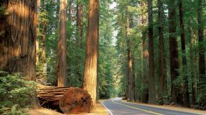 Road Forest Trees Redwood HD wallpaper thumb