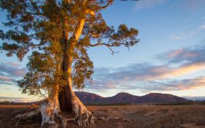 Australia, nature scenery, tree, mountain, evening wallpaper thumb