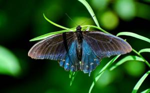 Butterfly on green leaves, insects, close-up wallpaper thumb