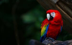 Red feather parrot, macaw, beak wallpaper thumb