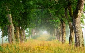 Summer nature scenery, trees, grass, fog, dawn wallpaper thumb