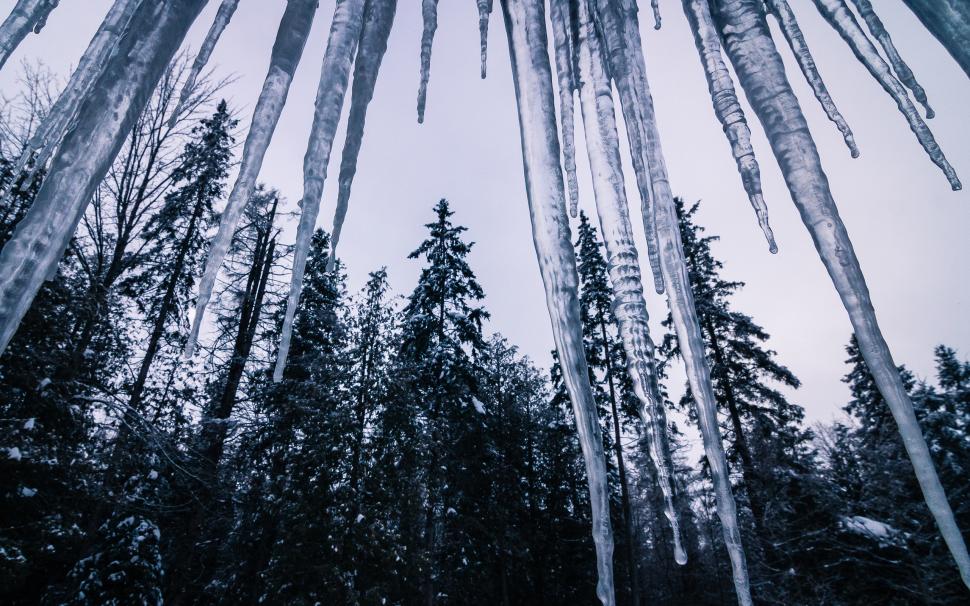 Icicle Winter Trees Forest HD wallpaper,nature HD wallpaper,trees HD wallpaper,forest HD wallpaper,winter HD wallpaper,icicle HD wallpaper,2560x1600 wallpaper