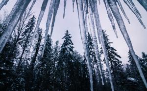 Icicle Winter Trees Forest HD wallpaper thumb