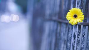 Single Yellow Beauty wallpaper thumb