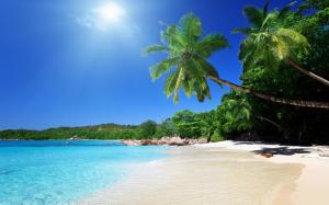 beach, sand, palm trees, tropical wallpaper thumb