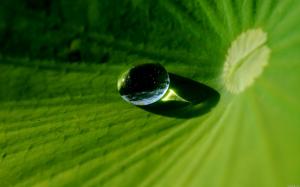 Macro dew on lotus leaf wallpaper thumb