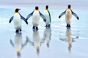 Happiness Penguins  Pictures wallpaper thumb