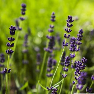 Lavender, Purple Flowers, Depth of Field, Bokeh wallpaper thumb