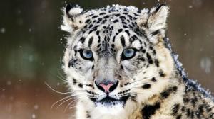 Blue eyes snow leopard wallpaper thumb