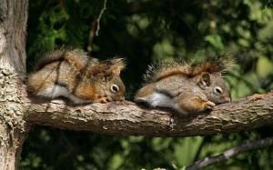 Chipmunks on a tree branch wallpaper thumb