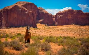 USA, Arizona, Utah, monument Valley, horse, desert wallpaper thumb