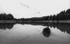 Lake Reflection Birds BW Trees HD wallpaper thumb