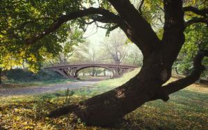 Central Park, New York wallpaper thumb