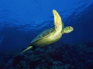 Sea Turtle, Animals, Sea, Rocks, Blue wallpaper thumb