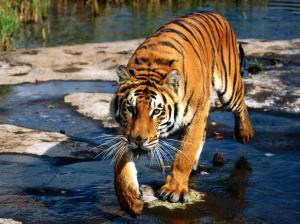 Prowler, Bengal Tiger wallpaper thumb
