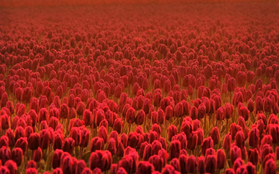 Red Tulip Field wallpaper,spring HD wallpaper,tulips HD wallpaper,tulip HD wallpaper,field HD wallpaper,nature & landscapes HD wallpaper,2560x1600 wallpaper
