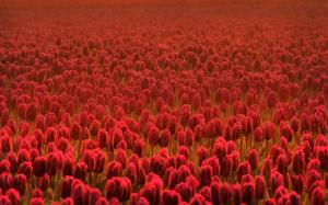 Red Tulip Field wallpaper thumb