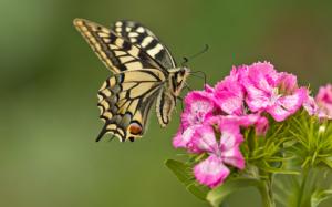 Butterfly, pink flowers, close-up wallpaper thumb