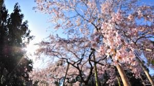 Cherry Blossom Blossom Flowers Sunlight HD wallpaper thumb