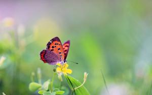 Gorgeous, Butterfly, Flower, Nature, Macro wallpaper thumb