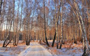 Snow winter, birch woods road wallpaper thumb