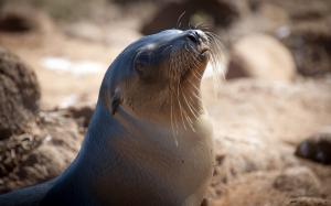Lovely close-up of sea lion wallpaper thumb