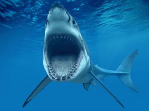 Shark Fish Great Whiteteeth Underwater Blue Ocean Cg Photo Background wallpaper thumb