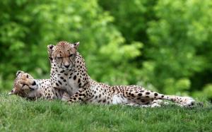 Cheetah in grass wallpaper thumb