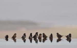 Bathing Sparrows. wallpaper thumb