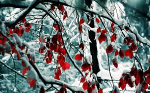 Winter, snow, trees, branches, red leaves wallpaper thumb
