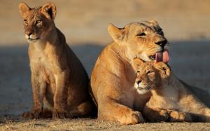 Young Lion Family wallpaper thumb