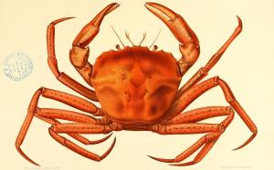 Crab wallpaper thumb