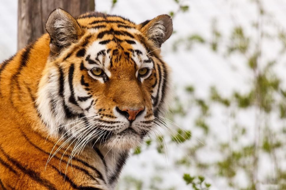 Big wild cat wallpaper,tiger hd wallpaper HD wallpaper,1920x1280 wallpaper