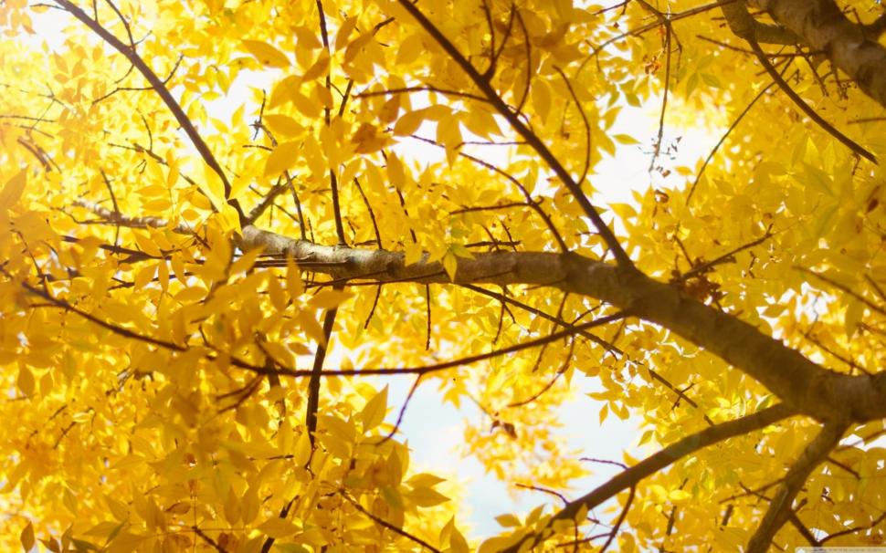 Yellow Autumn Tree wallpaper,yellow HD wallpaper,limbs HD wallpaper,nature HD wallpaper,tree HD wallpaper,leaves HD wallpaper,autumn HD wallpaper,nature & landscapes HD wallpaper,1920x1200 wallpaper