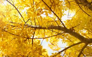Yellow Autumn Tree wallpaper thumb