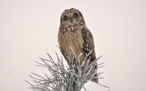 Bird owl on tree wallpaper thumb