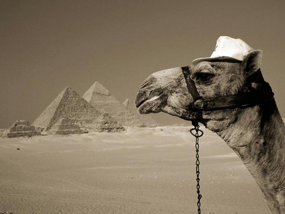 You can leave your hat on camel dessert egypt fun HD wallpaper,animals wallpaper,fun wallpaper,egypt wallpaper,camel wallpaper,dessert wallpaper,1280x960 wallpaper