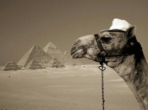 you can leave your hat on camel dessert egypt fun HD wallpaper thumb