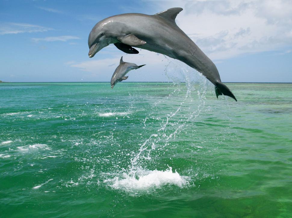 Dolphin Dolphins Ocean Jump HD wallpaper,animals wallpaper,ocean wallpaper,jump wallpaper,dolphin wallpaper,dolphins wallpaper,1600x1200 wallpaper
